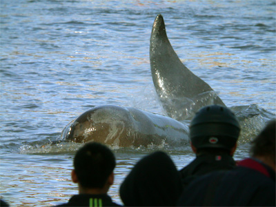 Bottlenose Whale stranding close to onlookers